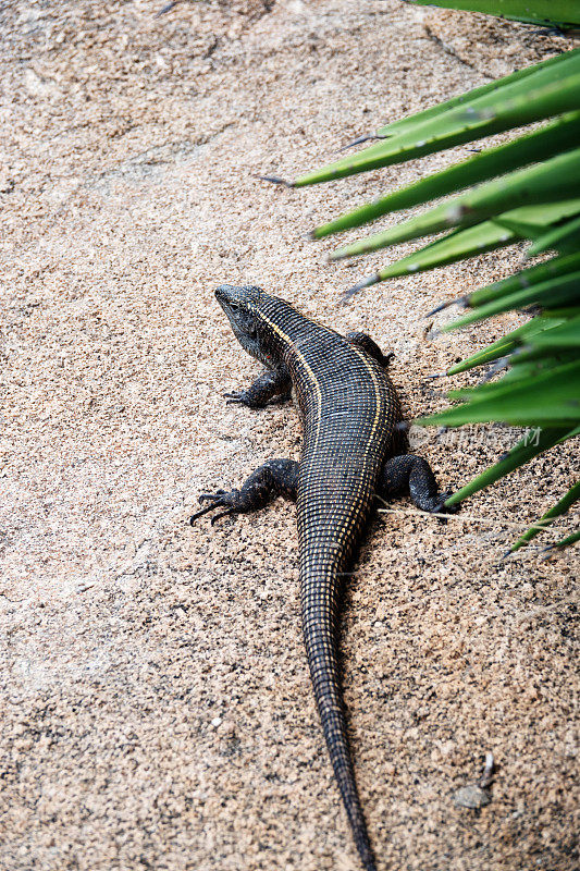 巨型蜥蜴的特写(Matobosaurus validus)